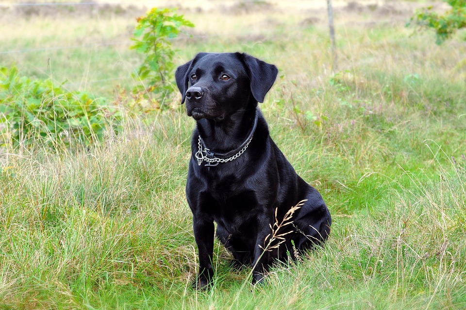 Quelle est la taille d'un labrador ?