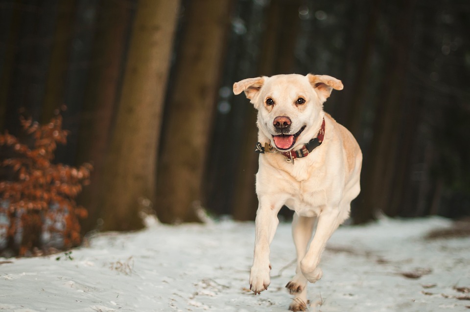 Comment éduquer un labrador ?