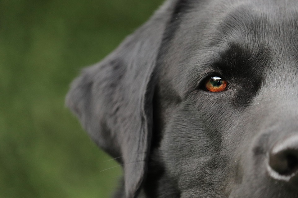 Où adopter un labrador ?
