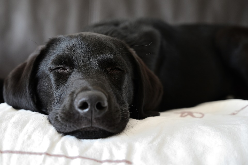 Quels sont les défauts du labrador ?